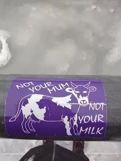 Street sticker A purple sticker with a cow and text. The text says: "Not your mum not your milk"