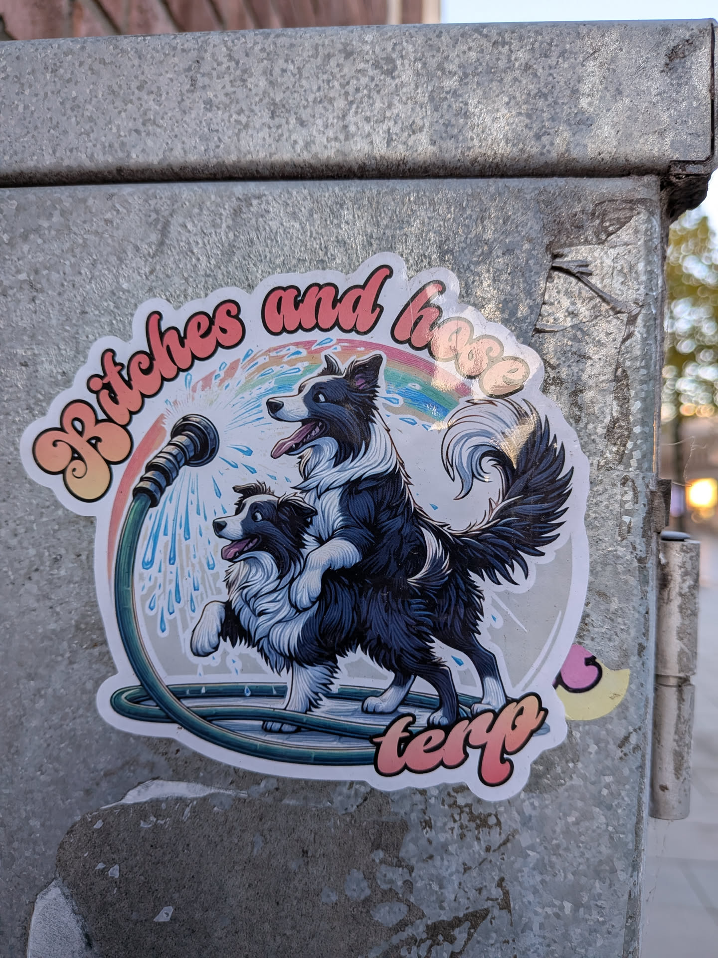The sticker features two Border Collies in a playful scene. The top dog is standing on the back of the bottom dog, both with their tongues out and looking happy. A garden hose is spraying water on them, creating a rainbow effect. The text 'Bitches and hose' is written in a bubbly font above the dogs, and 'terp' is written in a similar font below. The overall style is illustrative and colorful.