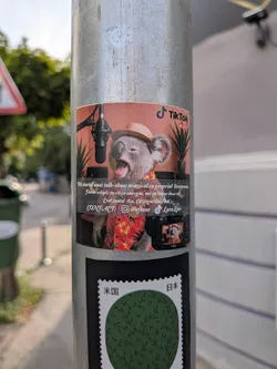 A rectangular sticker depicting a koala in a straw hat and Hawaiian shirt singing into a studio microphone. The background features warm tones, plants, and a TikTok Live logo, accompanied by Romanian promotional text and social media handles.