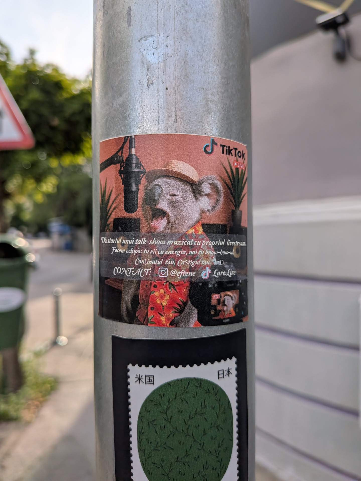 A rectangular sticker depicting a koala in a straw hat and Hawaiian shirt singing into a studio microphone. The background features warm tones, plants, and a TikTok Live logo, accompanied by Romanian promotional text and social media handles.