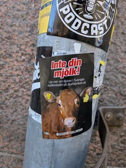 The sticker is a vertically oriented rectangle with a black background. It features a photo-realistic image of a young brown calf, looking directly forward, occupying the lower half of the sticker. The calf has large, dark eyes and a light-colored muzzle. Two yellow ear tags are visible, one in each ear, with the number '2417' clearly readable on the right tag and 'SE 2417' partially visible on the left. In the upper half, bold red text with a white outline reads 'Inte din mjölk!'. Below this, smaller white text provides more information and a website address. At the very bottom, a small white paw print logo precedes the organization's name in white text. The sticker appears slightly worn and is adhered to a metal pole.