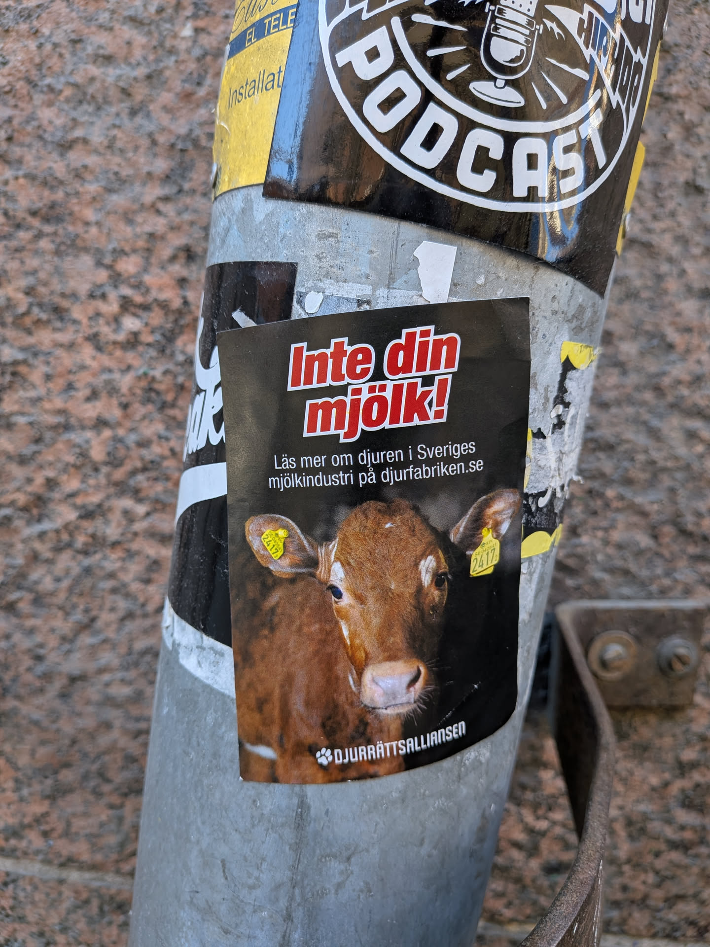 The sticker is a vertically oriented rectangle with a black background. It features a photo-realistic image of a young brown calf, looking directly forward, occupying the lower half of the sticker. The calf has large, dark eyes and a light-colored muzzle. Two yellow ear tags are visible, one in each ear, with the number '2417' clearly readable on the right tag and 'SE 2417' partially visible on the left. In the upper half, bold red text with a white outline reads 'Inte din mjölk!'. Below this, smaller white text provides more information and a website address. At the very bottom, a small white paw print logo precedes the organization's name in white text. The sticker appears slightly worn and is adhered to a metal pole.