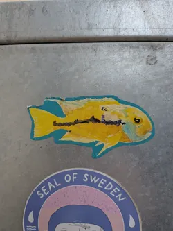 Street sticker A die-cut sticker featuring a bright yellow fish, likely a cichlid, with a distinct blue outline. The fish's body is predominantly a vivid yellow, accented by a prominent horizontal black stripe or pattern running along its midsection, and a few smaller black spots on its dorsal area. Its eye is black with a yellow iris, and there are subtle hints of light blue or greenish coloration around the gills and head. Near the tail, the initials 'YK' are visible in black. The sticker has a textured appearance, suggesting it might be a print of a watercolor or colored pencil drawing. The edges show minor wear and slight peeling, particularly at the top.