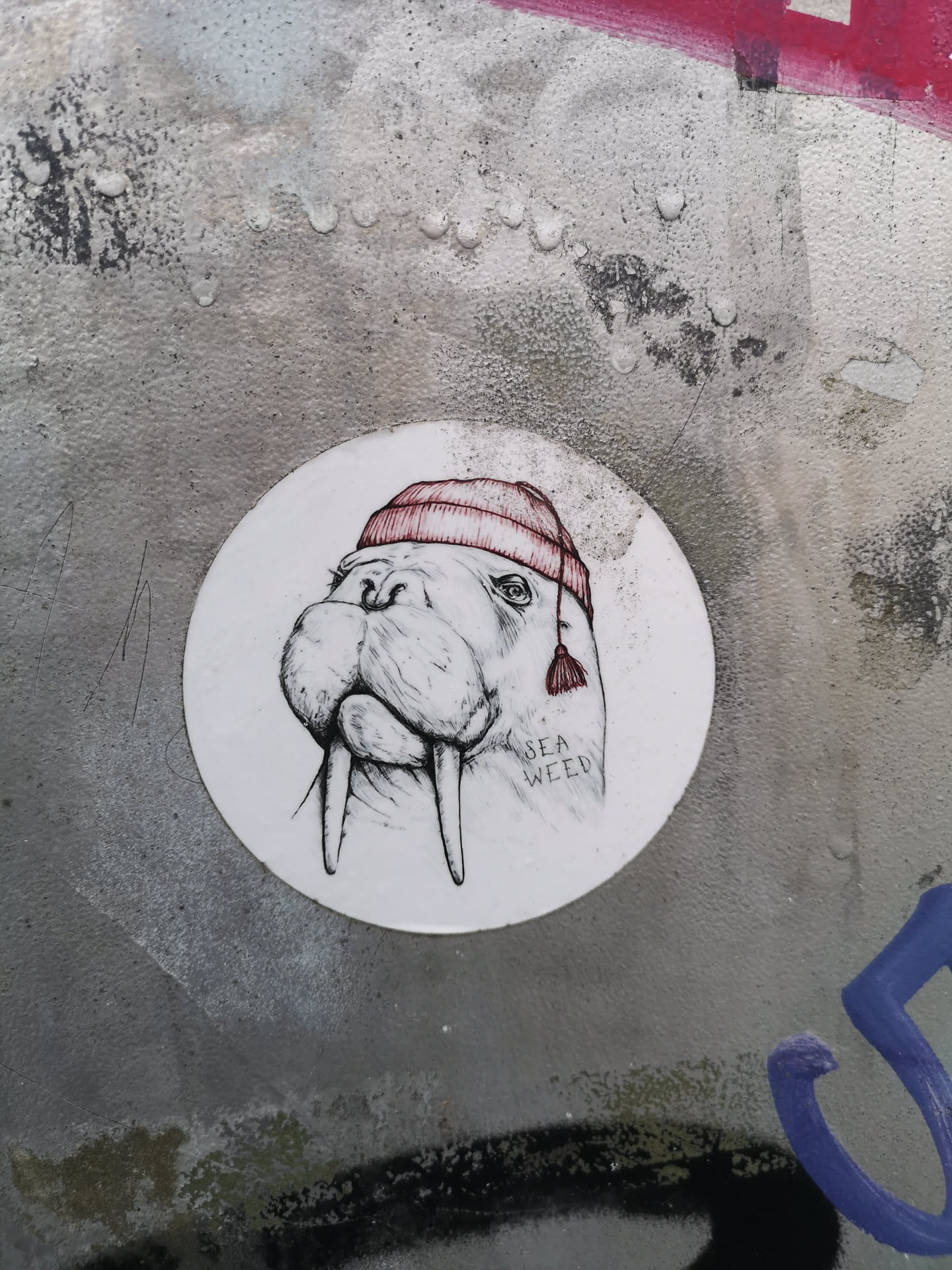 A circular white sticker featuring a black and white line-art illustration of a walrus's head. The walrus has prominent tusks, whiskers, and a wrinkled snout, depicted with a slightly serious or contemplative expression. It is wearing a red knitted beanie hat with horizontal ribbing and a small red tassel hanging from the side. Below its right ear, the words 'SEA WEED' are written in a simple, hand-drawn font. The overall style is whimsical and detailed, resembling a sketch.