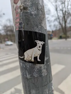 A sticker on a pole features a white dog sitting and looking directly at the viewer. The dog has short fur and a black collar. The sticker has a black background. The pole is grey and shows signs of wear and other old stickers.