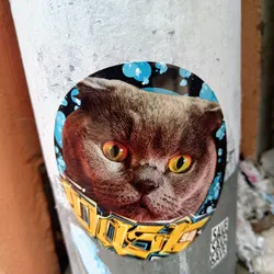 Round sticker featuring a grumpy-looking grey cat with intense yellow eyes. The cat's face is surrounded by a blue and black background with white bubbles. Below the cat, there's yellow graffiti-style text that's partially visible.  The sticker is affixed to a grey pole.