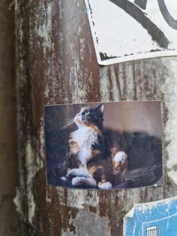 A sticker featuring a charming calico cat sitting and gazing upwards. The cat has a fluffy, tri-colored coat and appears relaxed.