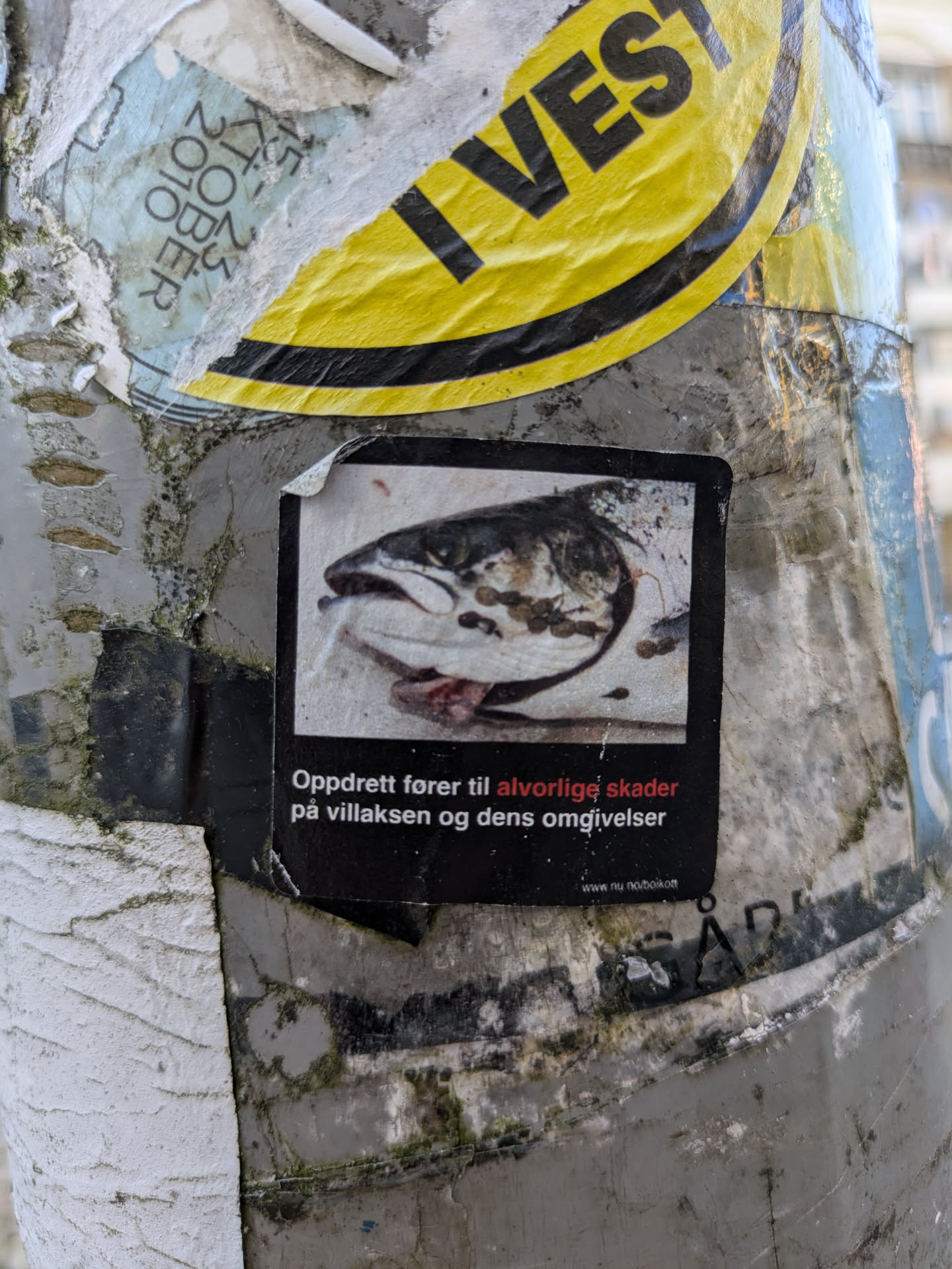 The sticker is a black rectangle featuring a stark image of a salmon's head, appearing to be afflicted with sea lice or other parasites and visible lesions. Below the image, white text in Norwegian reads: "Oppdrett fører til alvorlige skader på villaksen og dens omgivelser," which translates to "Fish farming leads to serious damage to wild salmon and its surroundings." A small URL, "www.nu.no/boikott," is visible at the very bottom right, suggesting a call to action or boycott. The sticker is placed on a heavily worn and weathered pole, partially covered by older, faded adhesive materials, giving it a raw, urban protest aesthetic.