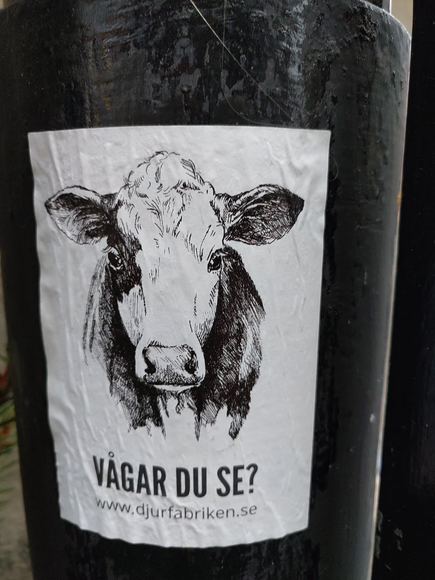 A black and white illustration of a cow's face on a white sticker.  Text at the bottom reads "Vågar du se?" and a website address.