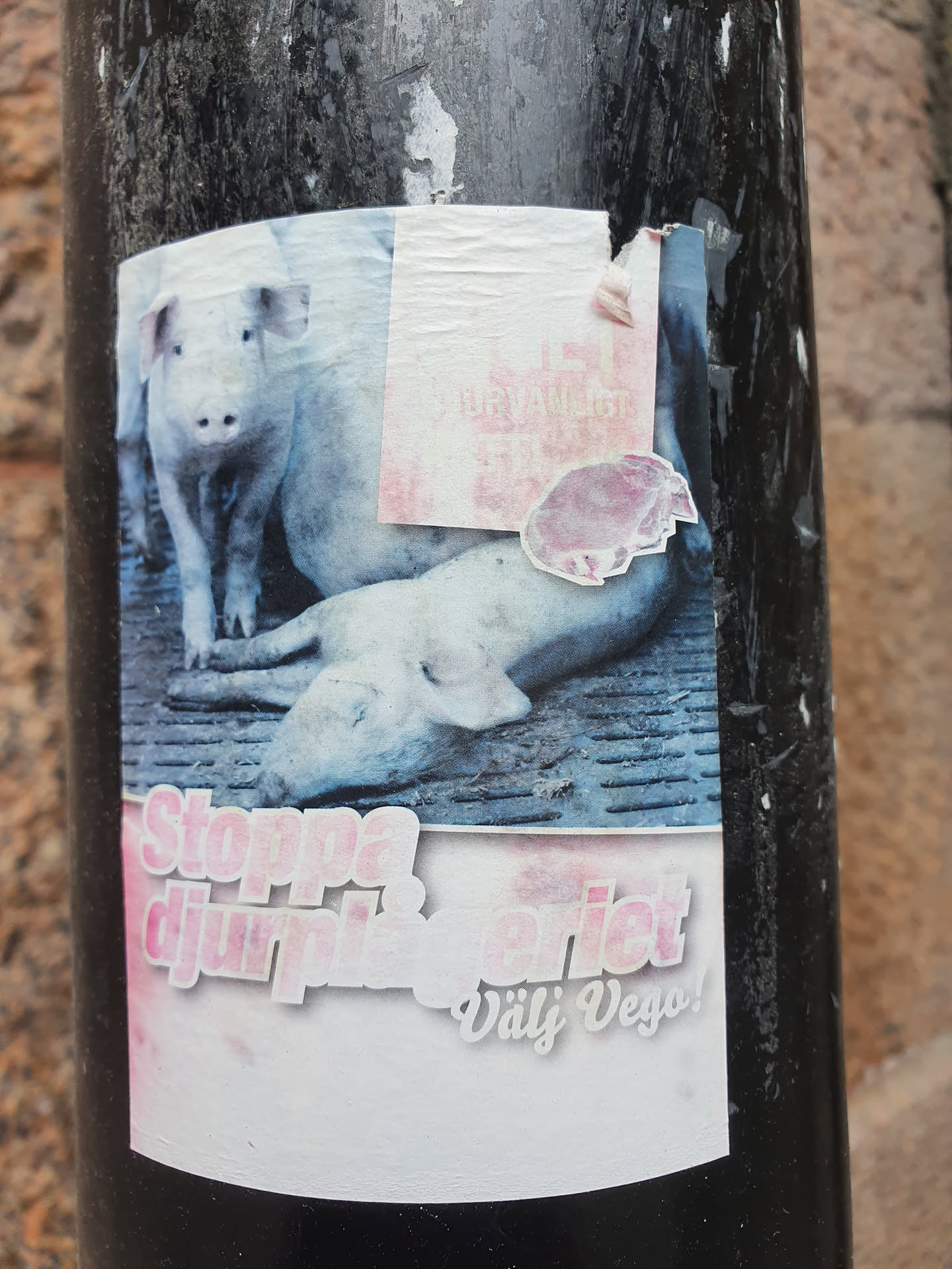 A sticker featuring two pigs in what seems to be a farm, with a text overlay promoting veganism and stopping animal cruelty.  The text is in Swedish.