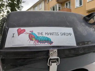 A rectangular white sticker featuring a colorful, stylized illustration of a mantis shrimp. On the left, a black capital 'I' is followed by a vibrant red heart, which appears to be held or connected to the mantis shrimp's appendages. The mantis shrimp itself is depicted with a teal-blue segmented body, bright pink eyes on stalks, and accents of red, pink, and green on its head and underside. To the right of the illustration, the phrase 'THE MANTIS SHRIMP' is written in a simple black sans-serif font. The sticker shows signs of wear and dirt, consistent with being affixed outdoors on a dark, textured surface, likely a storage box or case.