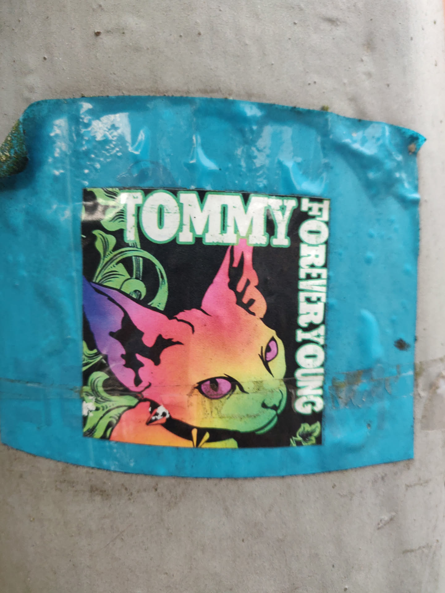 A vibrant sticker featuring a rainbow-colored Sphynx cat. The cat is depicted in a stylized manner, and the words "TOMMY" and "FOREVER YOUNG" are prominently displayed.