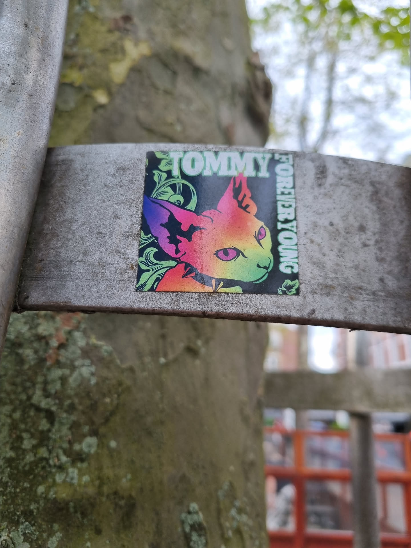 Rainbow colored Sphynx cat sticker on a tree. The sticker has an ornate design around the cat and the words "Tommy Forever Young" are written on it.