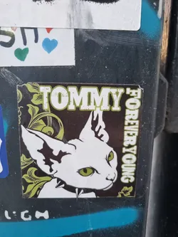Sticker featuring an illustration of a Sphynx cat with green eyes and studs on its collar. The background is dark with a yellow-green floral design. The text 'TOMMY FOREVER YOUNG' is prominently displayed.