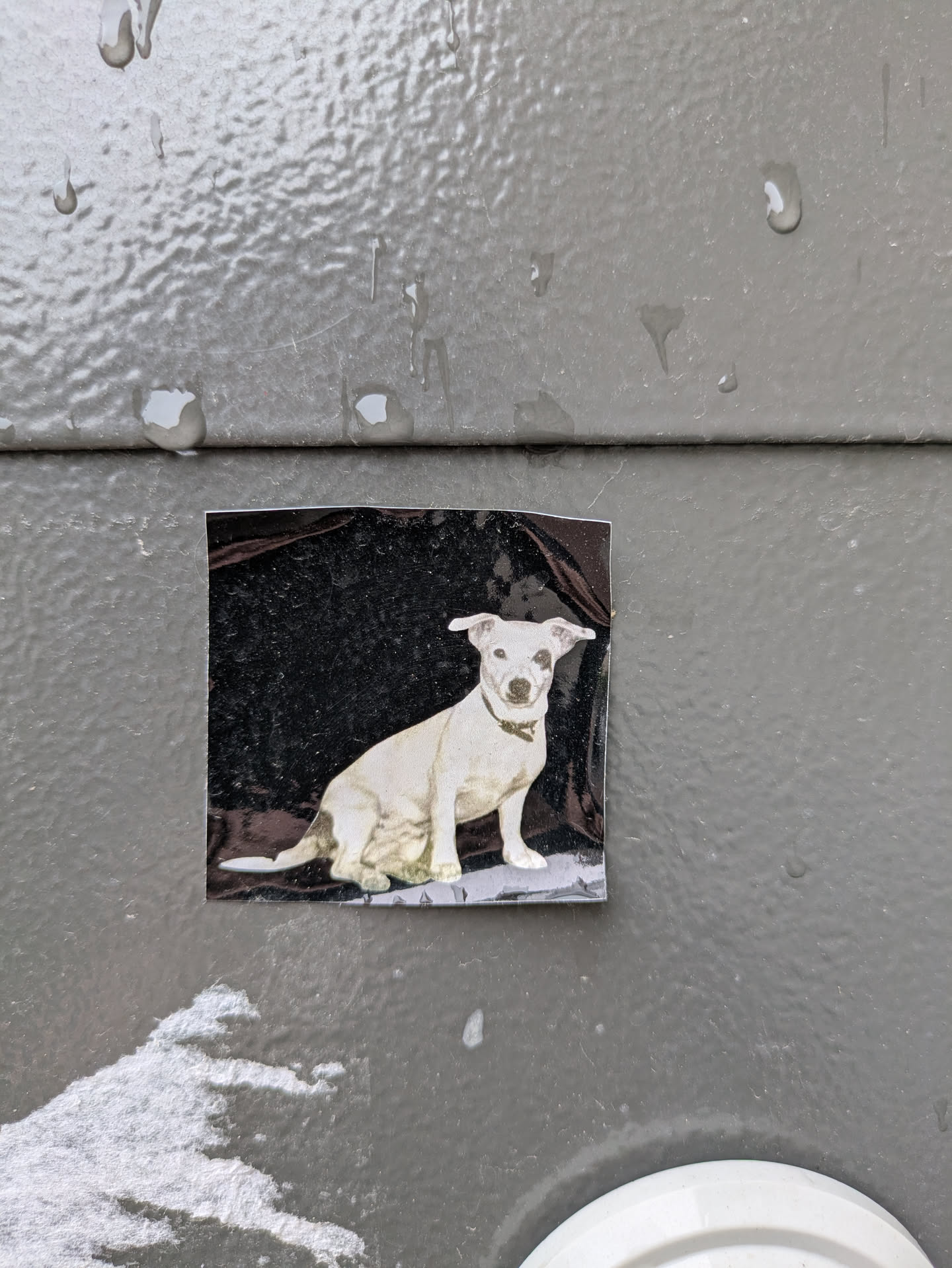 A square sticker on a gray metal surface shows a dog sitting. The dog is mostly white with some light brown patches, and it's wearing a collar. The background of the sticker is dark and speckled, giving it a textured look. The sticker is slightly peeling off.