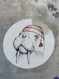 A round sticker featuring a hand-drawn illustration of a walrus wearing a red beanie. The walrus is depicted in detail, and the style is reminiscent of a sketch. The word "SEA WEED" is written beneath the walrus.