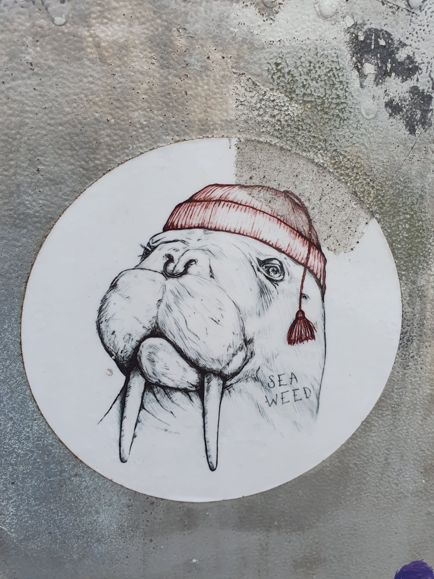 A round sticker featuring a hand-drawn illustration of a walrus wearing a red beanie. The walrus is depicted in detail, and the style is reminiscent of a sketch. The word "SEA WEED" is written beneath the walrus.