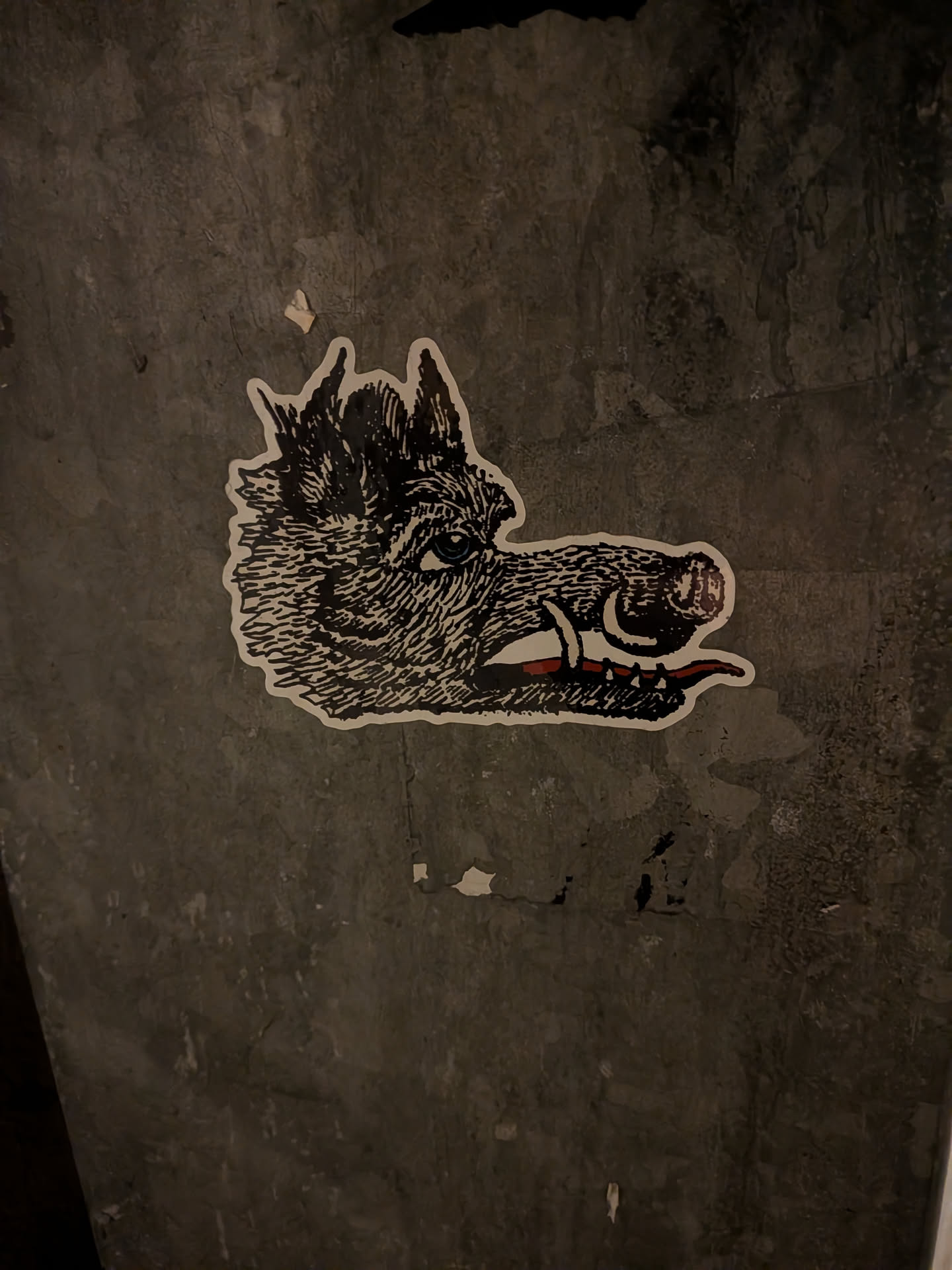 The sticker depicts the head of a wild boar or hog, rendered in a detailed, black-and-white engraving or woodcut style. The artwork features intricate cross-hatching to create texture for the fur and snout. The boar's eye has a subtle blue tint, and its open mouth reveals a red tongue and hints of teeth or tusks. The entire illustration is cut out with a clean white border, contrasting against the dark, textured concrete wall it's adhered to. The overall impression is one of raw power and intensity.